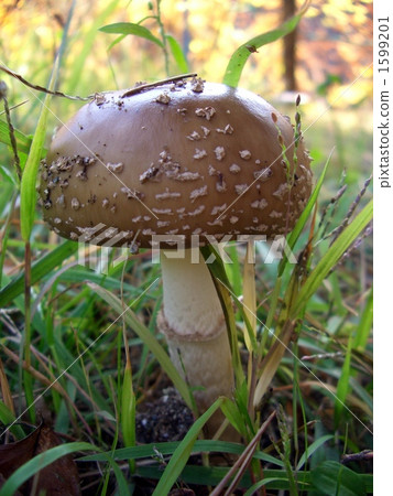 Round mushroom 1599201