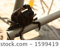 螃蟹 蟹 甲殼動物 1599419