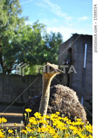 最佳的 最大 最大的 1599554