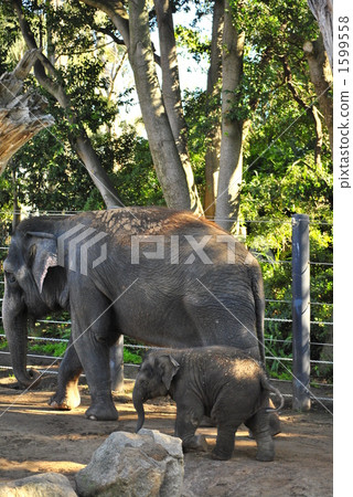 大象 小象 亞洲象 1599558