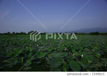 蓮花 水原市 新潟 1599623