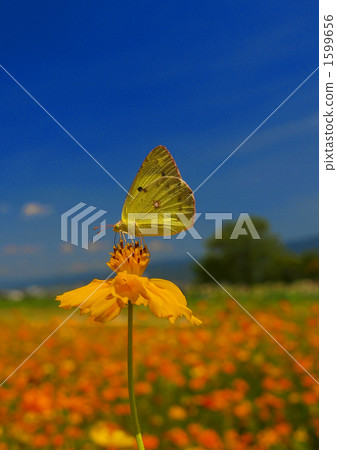 Kibana cosmos and monchigo 1599656