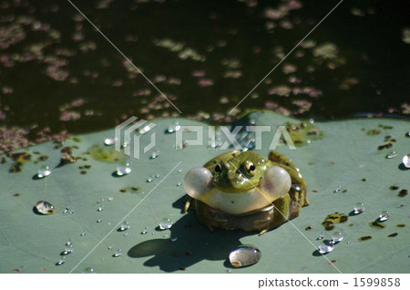 Male of Tokyo dalo frog 1599858