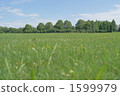 One side fresh green 1599979
