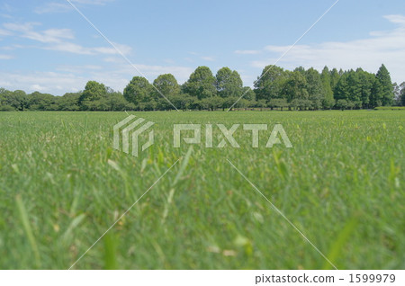One side fresh green One side fresh green 1599979