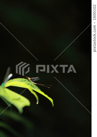 shimmer, neuroptera, meifurai 1600102