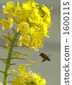 bee, rape, rape blossoms 1600115