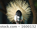 Birds staring with powerful eyes 1600132
