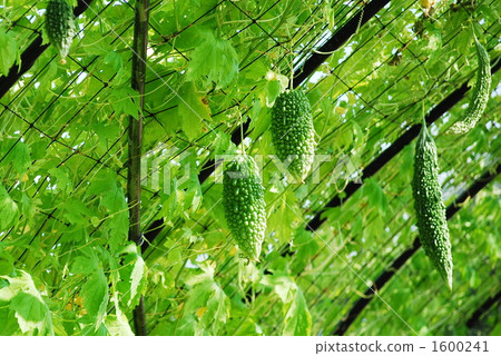 bitter melon, balsam pear, charantia 1600241