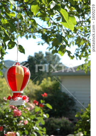 Garden with Humming Bird Feeder 1600259
