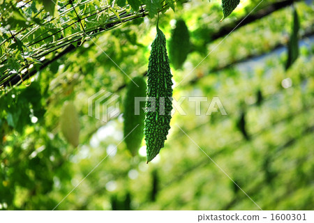 bitter melon, balsam pear, charantia 1600301