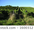 Vineyards lined up on one side 1600312