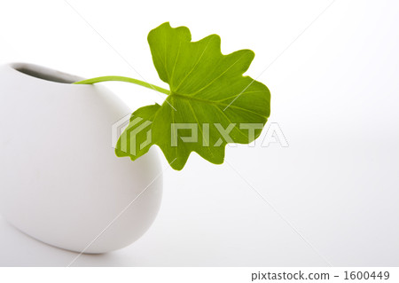 Seroma leaves and white flower baseup Seroma leaves and white flower baseup 1600449