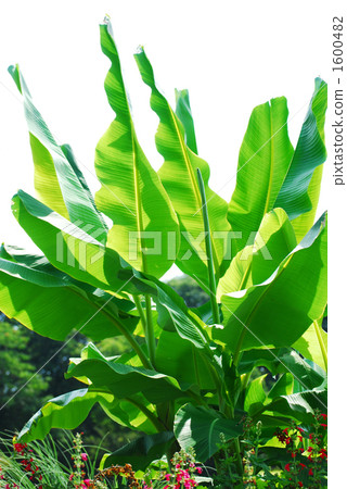 japanese banana, hardy banana, traveler's tree 1600482