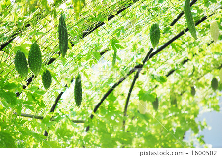 bitter melon, bitter squash, bittergourd 1600502