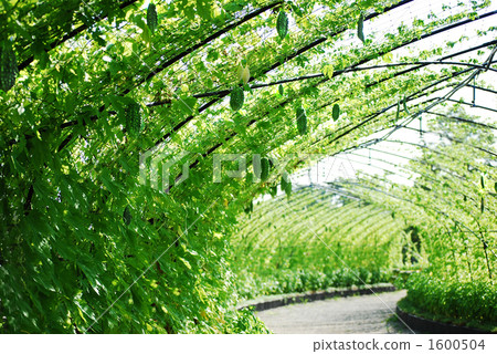 bitter melon, balsam pear, charantia 1600504