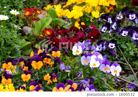 heartsease, wild pansy, viola 1600532