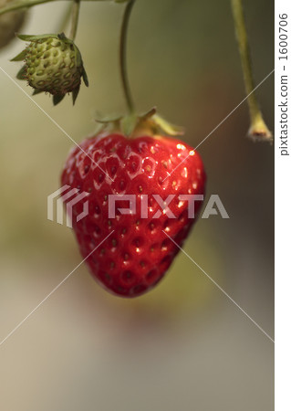 Strawberries colored red and baby with strawberries 1600706