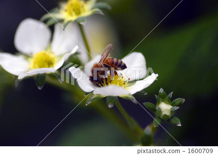 Bee and strawberry flowers 1600709