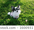 chihuahua, dog, dogs 1600931