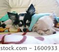 Sleepy Chihuahuas. 1600933