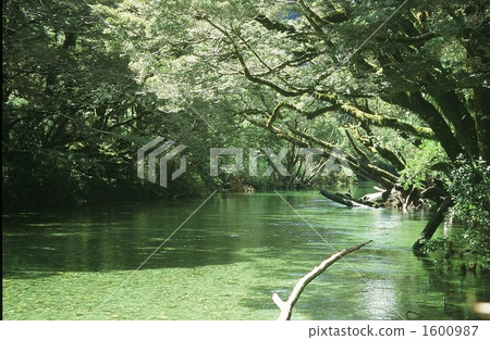 Origin and forest Origin and forest 1600987