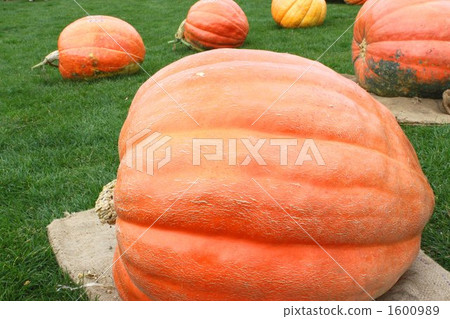 Pumpkin (sideways) Pumpkin (sideways) 1600989