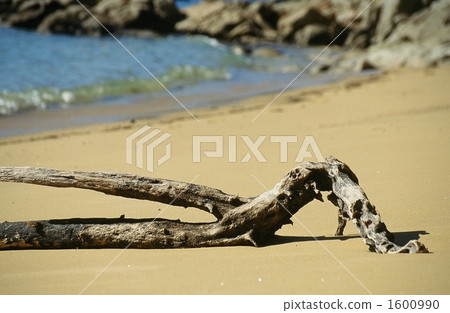 Driftwood Driftwood 1600990
