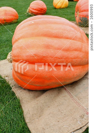 Pumpkin (sideways) Pumpkin (sideways) 1600993
