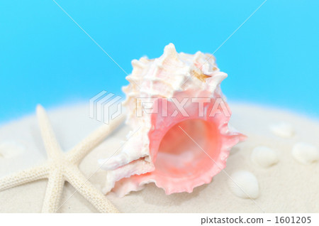 White sand beach and seashell, tropical image. 1601205