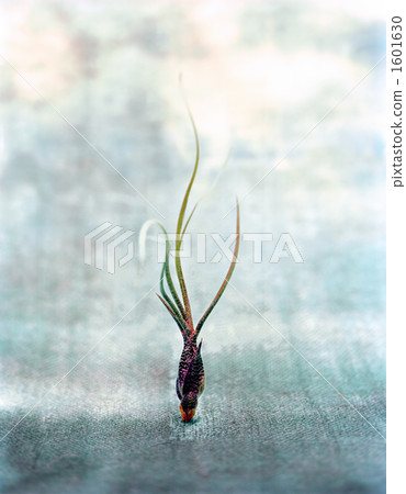 air plant, foliage plant, bromeliaceae 1601630