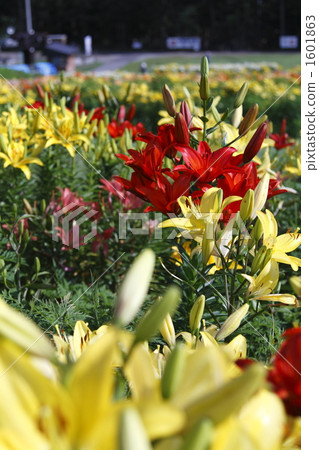 Ilmine lilies Ilmine lilies 1601863