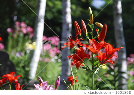 White birch and red lily White birch and red lily 1601868