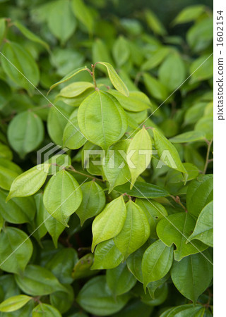 Tendai Otori drug 1602154