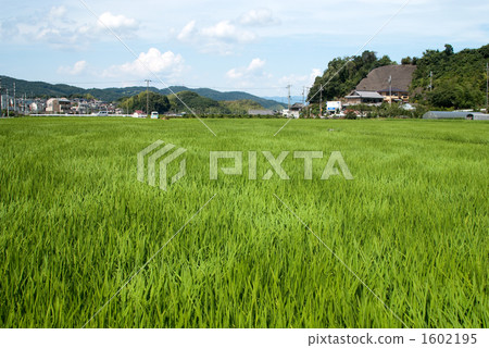 Wind across the paddy field Wind across the paddy field 1602195
