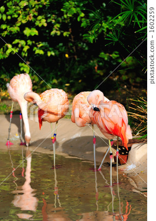 火烈鳥 火烈鳥 1602259