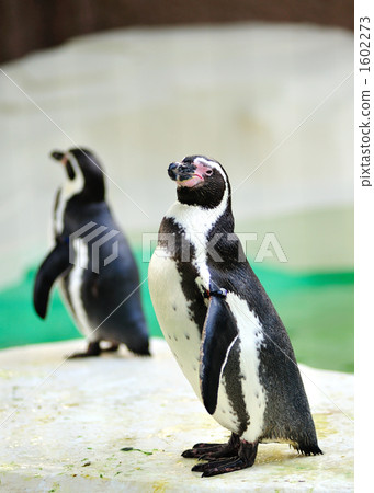 Hun Porto Penguin 1602273