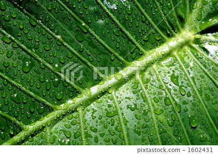 After the rain 1602431