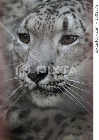 Snow leopard 1602572