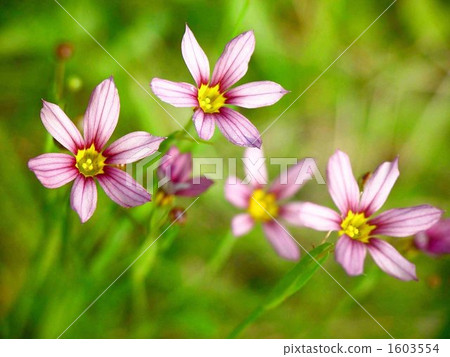 06 Niigase和Iridaceae 07 06 Niigase和Iridaceae 07 1603554