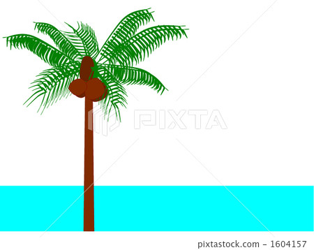palm trees, palmtree, palmtrees 1604157