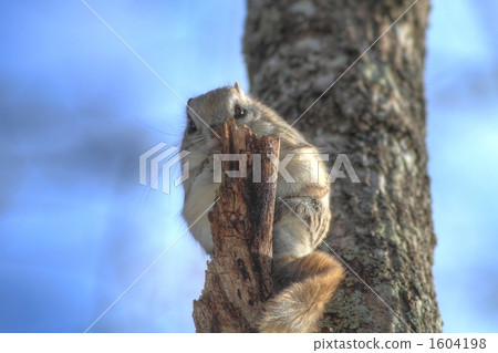 凝視Ezomon猴子 凝視Ezomon猴子 1604198