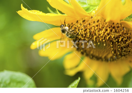 bee, sunflower, sunflowers 1604256