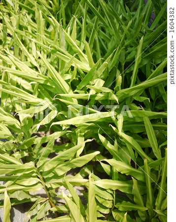 Summer loading field Summer loading field 1604382