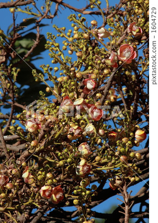 Flower of Saul Schnoku in front of Buddhist temples Flower of Saul Schnoku in front of Buddhist temples 1604729