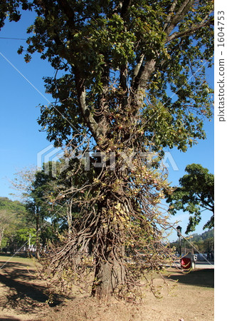Saruwara in front of Buddhist temples 1604753