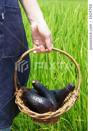 Harvesting of Eggplant Harvesting of Eggplant 1604768