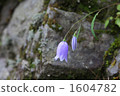 Iwashagin 1604782
