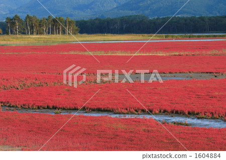 單面珊瑚草 單面珊瑚草 1604884
