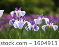 Hana shawab 1604913